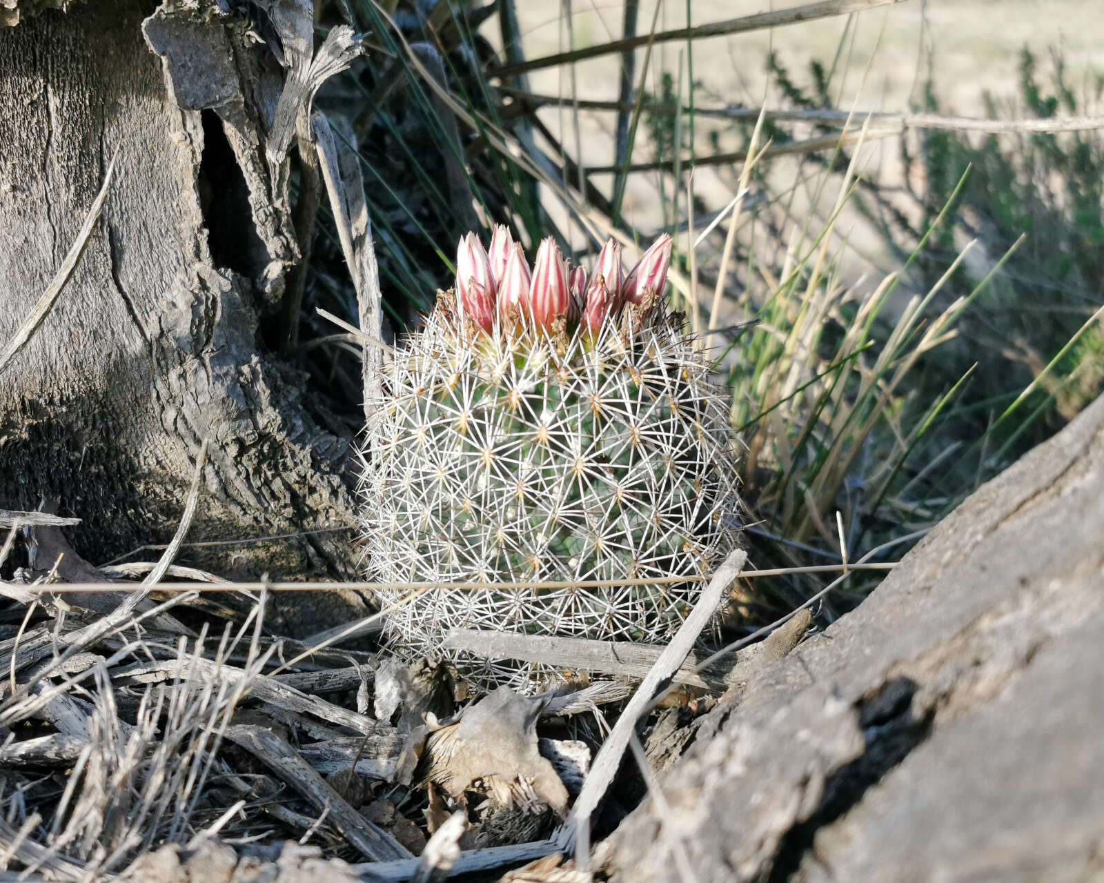 Image of Coryphantha potosiana (Jacobi) Glass & R. A. Foster