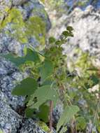 Image de Acalypha comonduana Millsp.