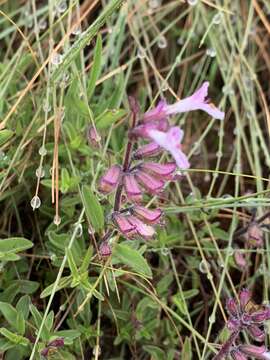 Image of Syncolostemon pretoriae (Gürke) D. F. Otieno