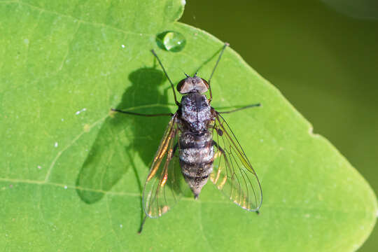 Image of Chrysopilus pilosus Leonard 1930