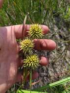 Sivun Sparganium androcladum (Engelm.) Morong kuva