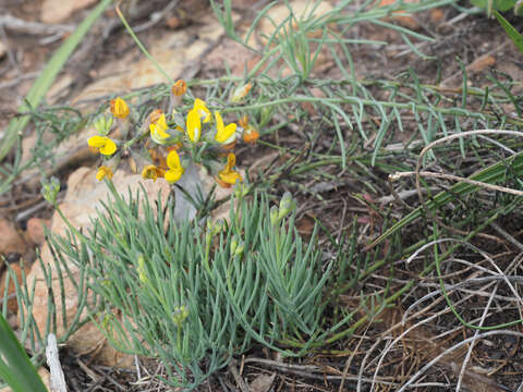 Image of Lebeckia plukenetiana E. Mey.