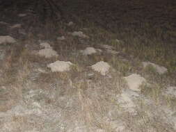 Image of Texas Pocket Gopher