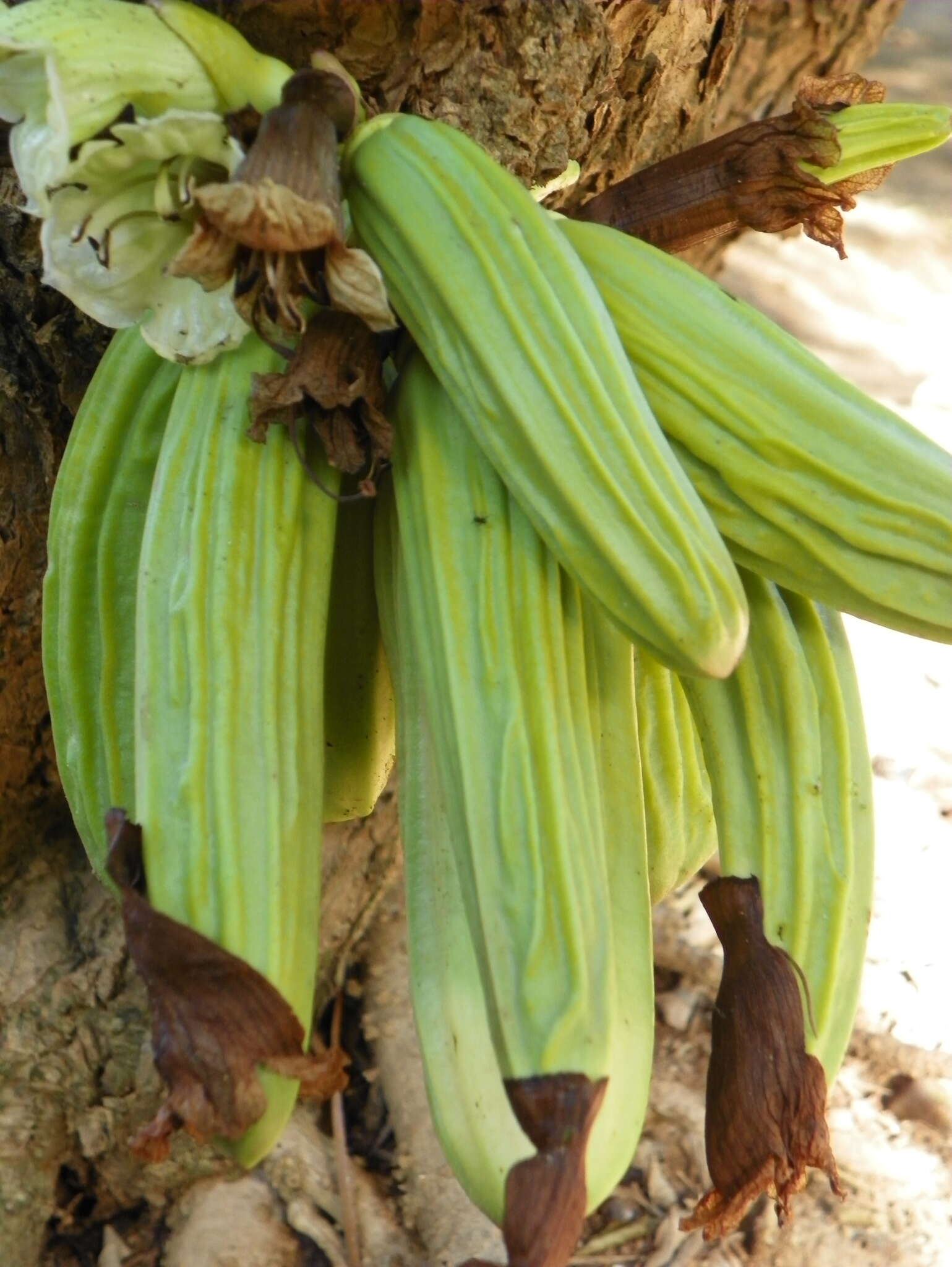 Image de Parmentiera aculeata (Kunth) L. O. Williams