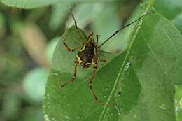 Image de Graphinotus viridiornatus (Soares & Soares 1945)