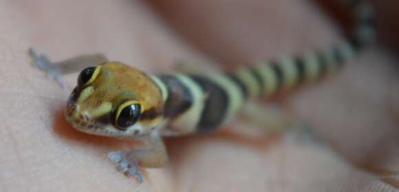 Image of Pachydactylus monicae Bauer, Lamb & Branch 2006