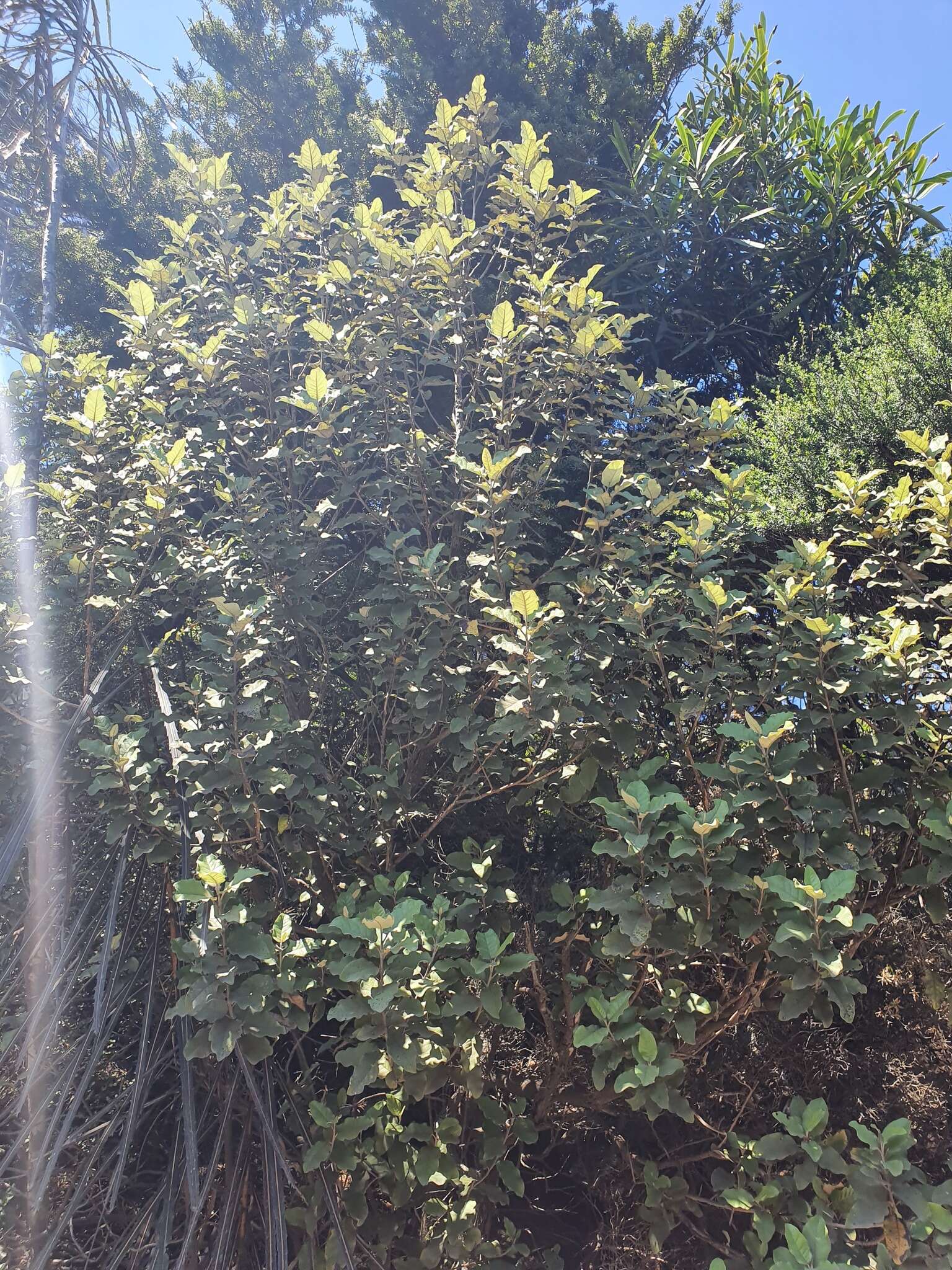 Image de Olearia albida Hook. fil.