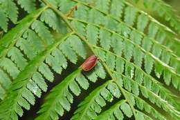 Imagem de Tomaspis biolleyi (Distant 1900)