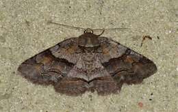 Image of Gray-banded Zale Moth