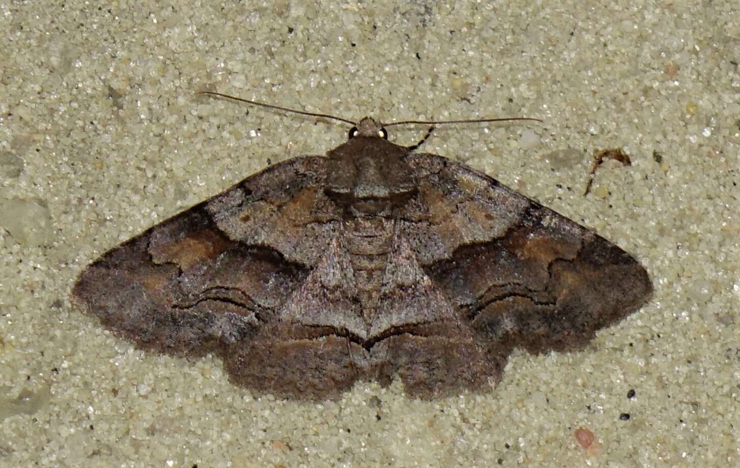 Image of Gray-banded Zale Moth