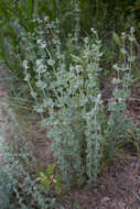 Image of Hypericum tomentosum L.