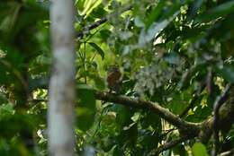 Image of Chestnut-backed Owlet