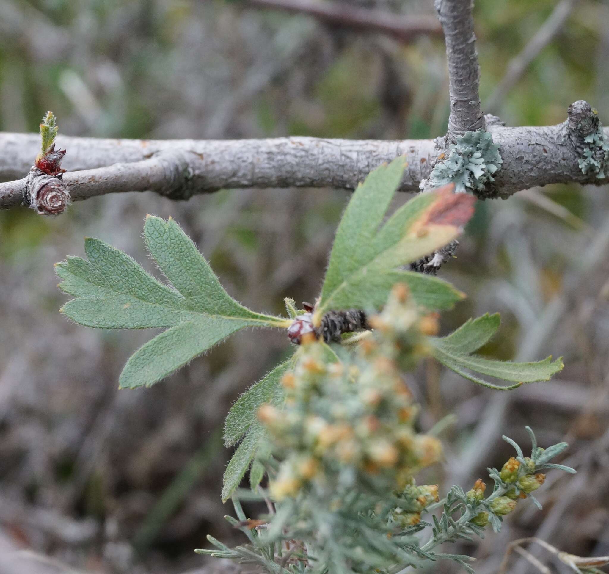 Sivun Crataegus orientalis subsp. pojarkovae (Kossych) J. I. Byatt kuva