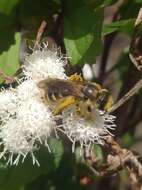 Image of Halictus frontalis Smith 1853