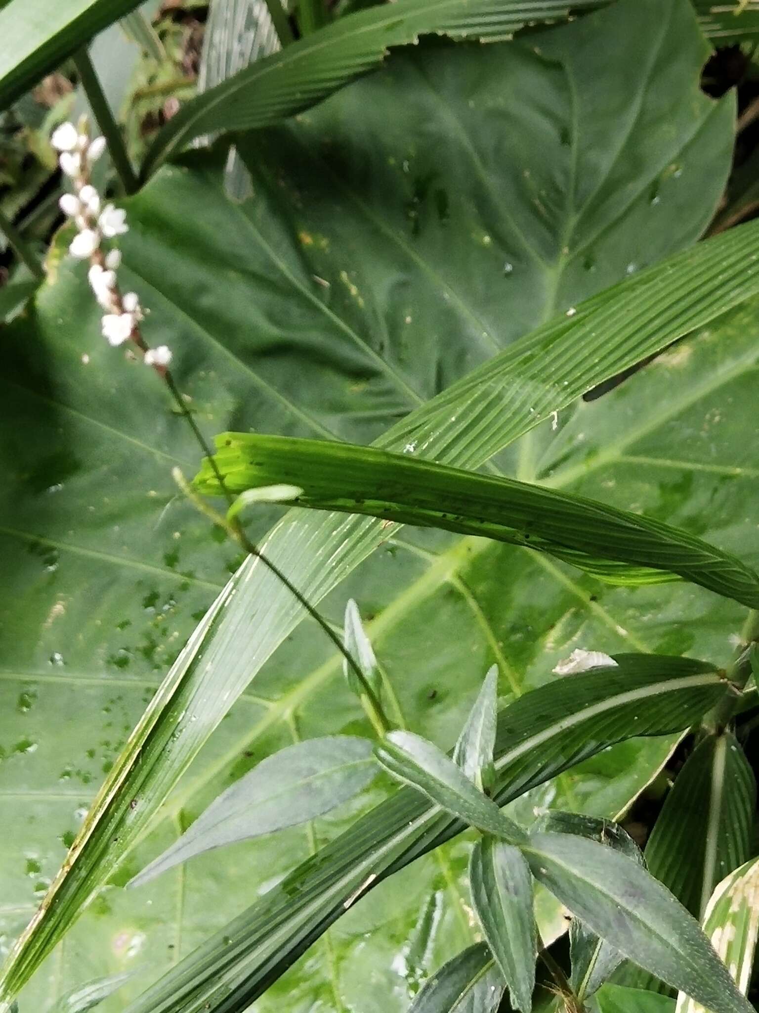 Image of Oriental Lady's-Thumb