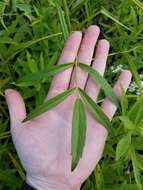 Image of stiff cowbane