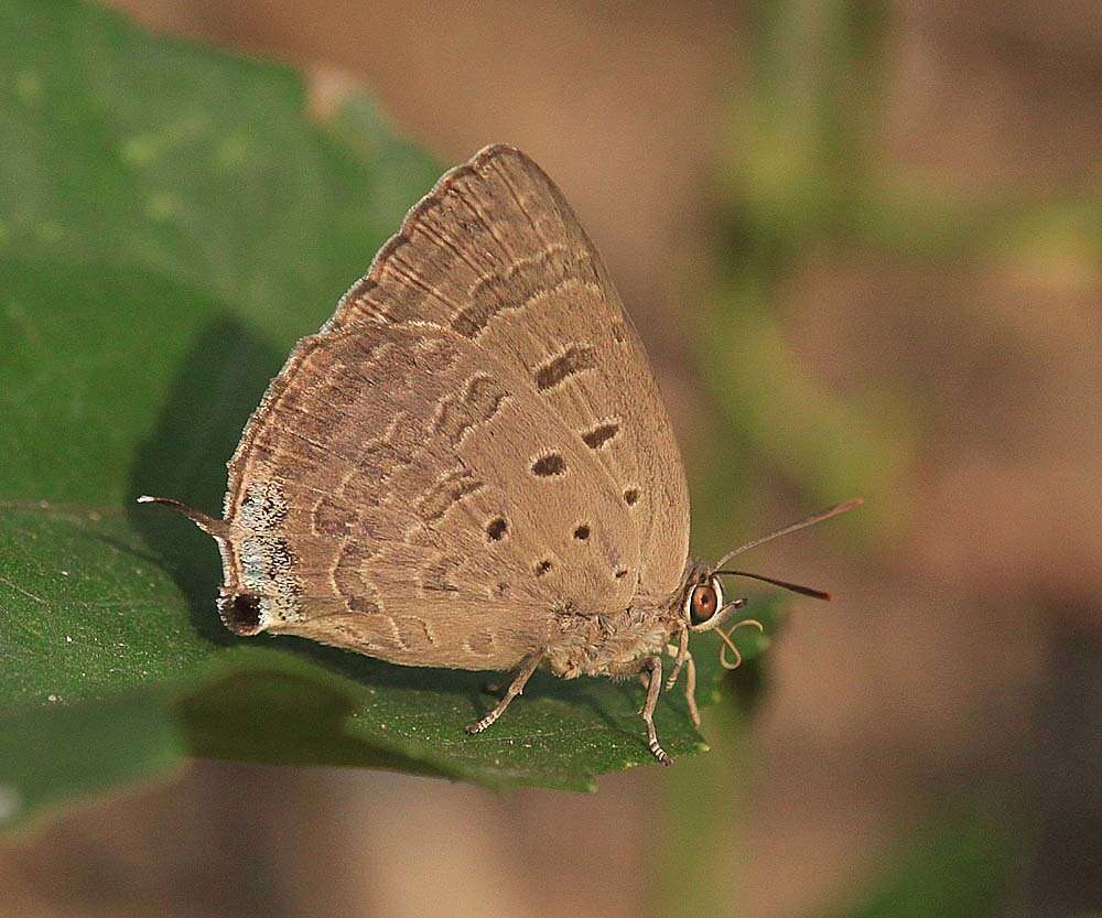 Plancia ëd Arhopala atrax (Hewitson 1862)