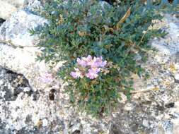 Image of Chaenorhinum crassifolium subsp. crassifolium