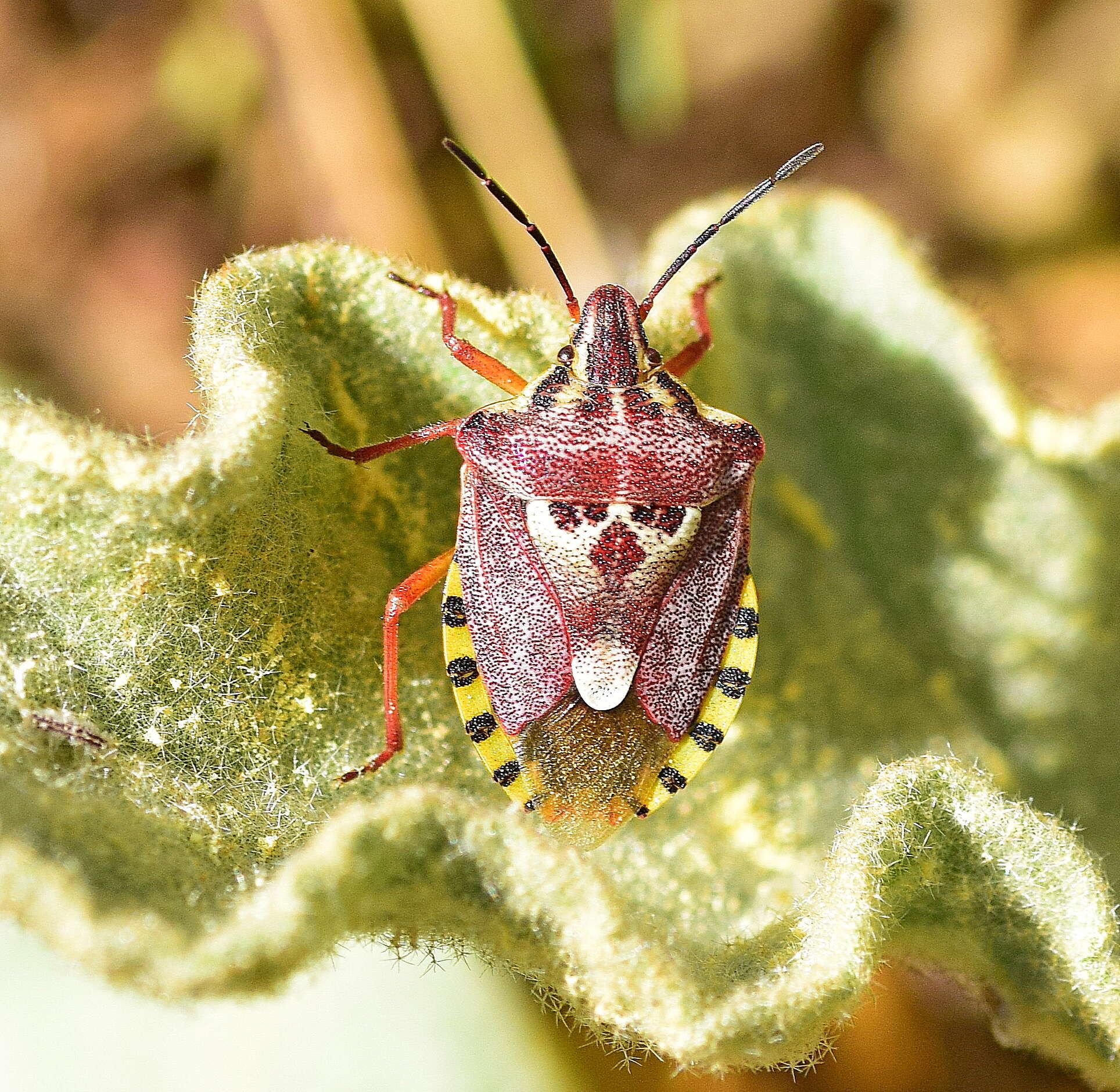 Слика од Codophila