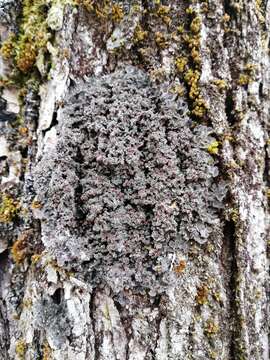 Image of matted lichen