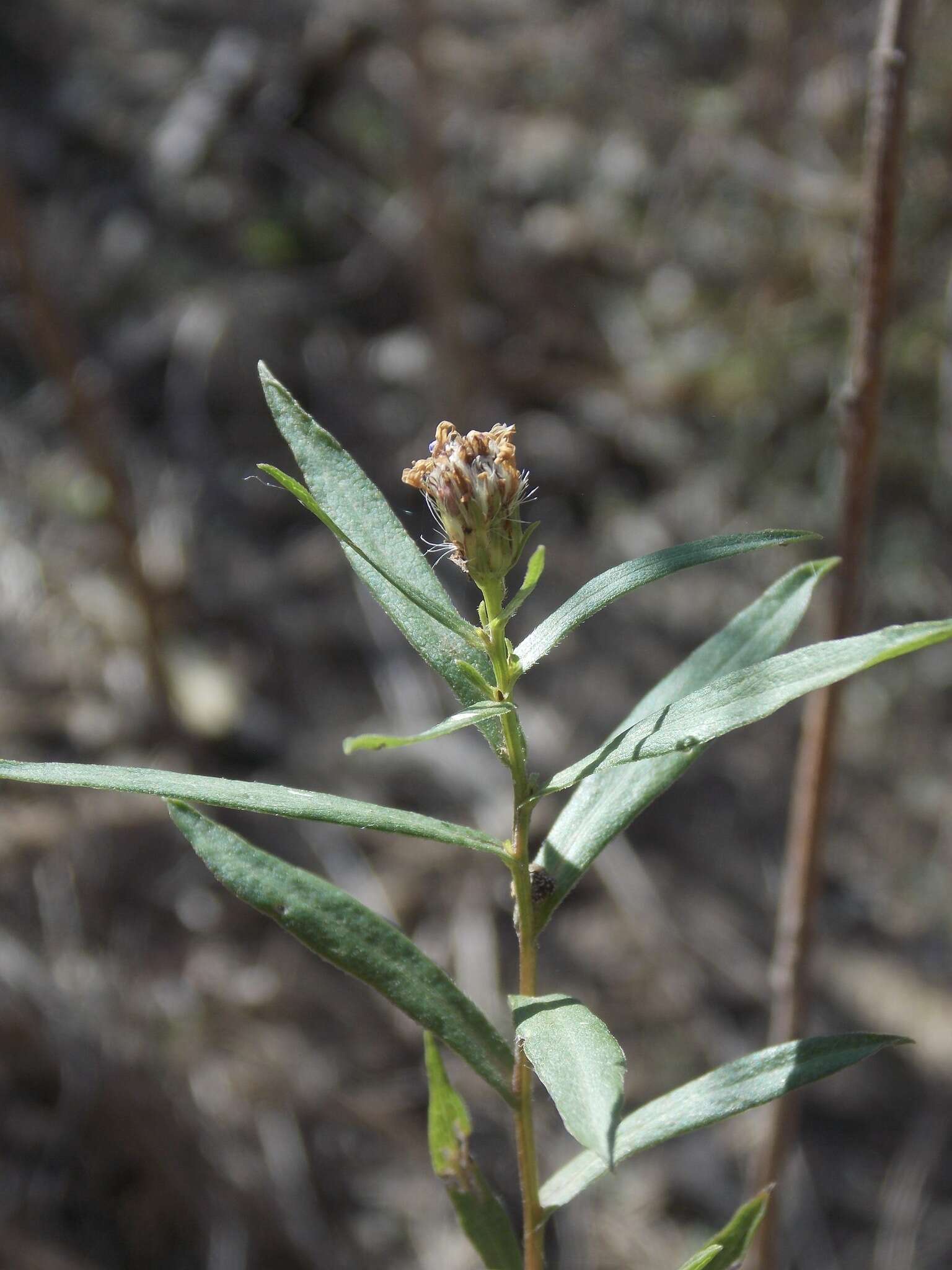 Image of white panicle aster