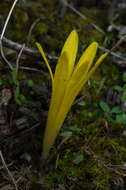 Image of Slender Sternbergia