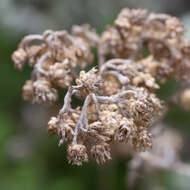 Image of Helichrysum pandurifolium Schrenk