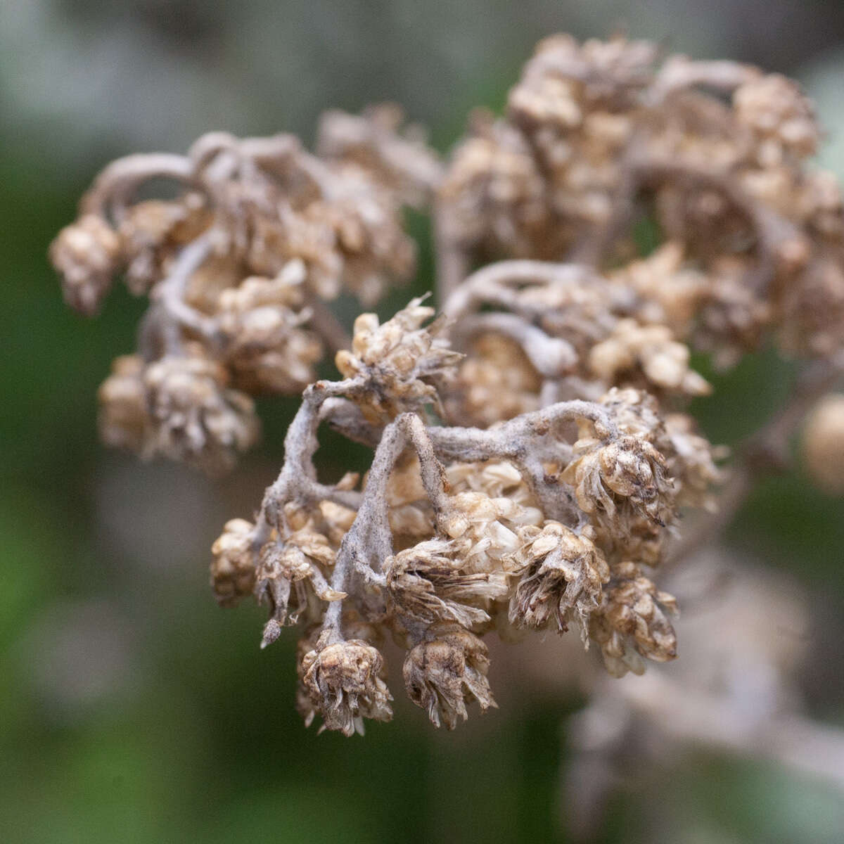 Image of Helichrysum pandurifolium Schrenk