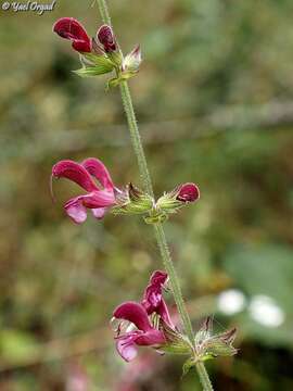 Imagem de Salvia hierosolymitana Boiss.