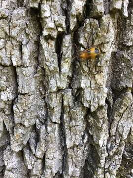 Image of Larger Elm Leaf Beetle