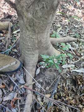 Image de Olea paniculata R. Br.