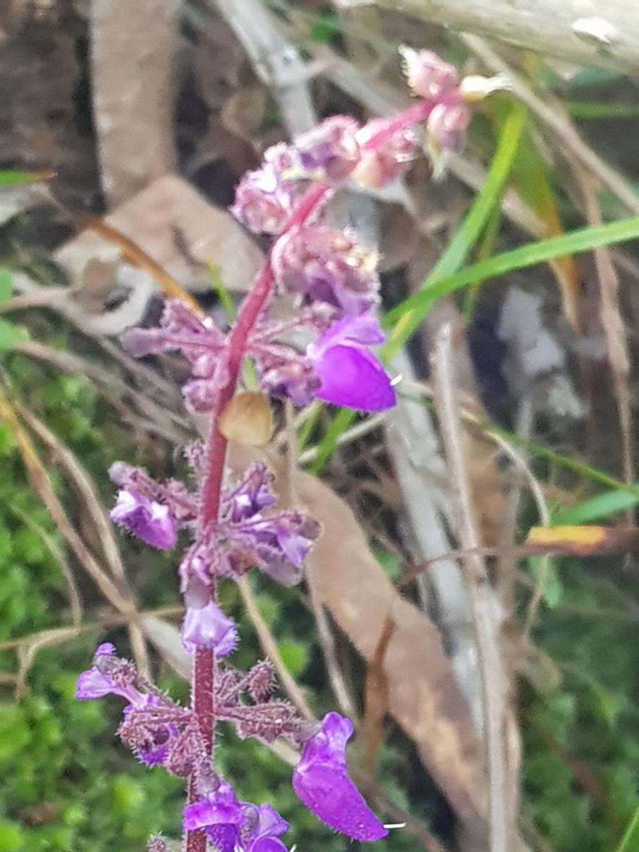 Слика од Plectranthus bojeri (Benth.) Hedge