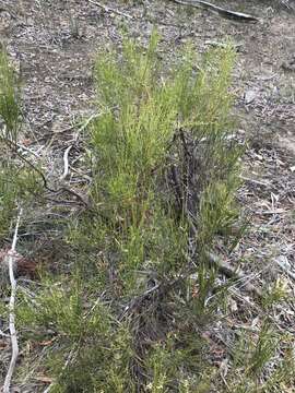 Image de Leptomeria drupacea (Labill.) Druce