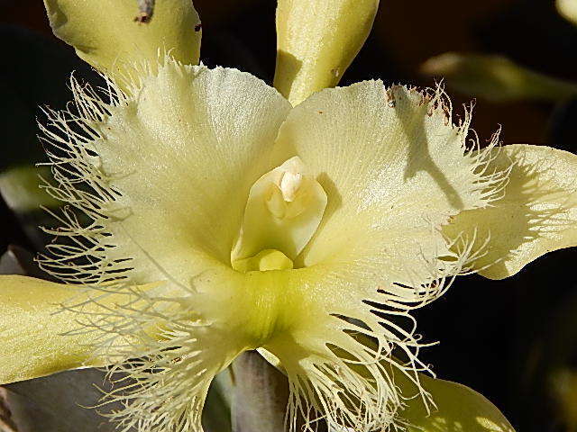 Image of Rhyncholaelia