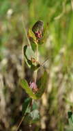 Image of Fraser's St. John's-Wort