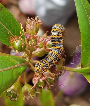 Image of Pearly Wood-Nymph