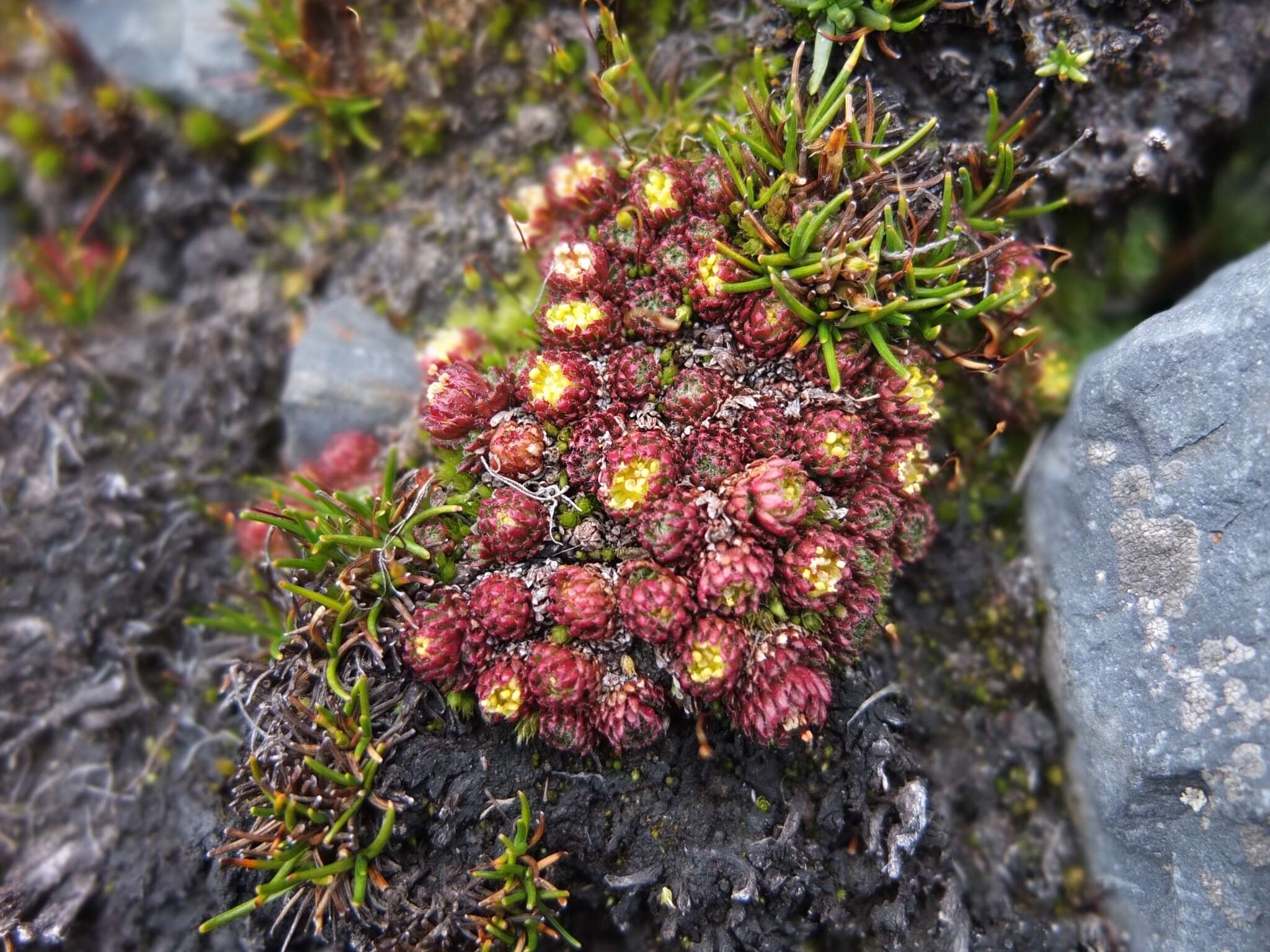 Sivun Saxifraga boussingaultii Brongn. kuva