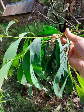 Image of Acacia falciformis DC.