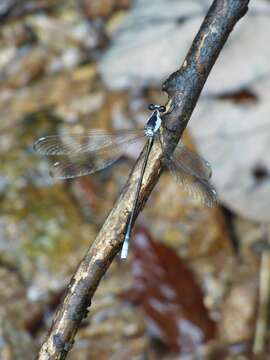 Image of Rhipidolestes nectans (Needham 1928)