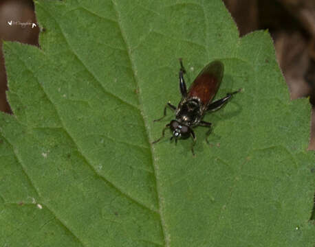 Image of Xylota bicolor Loew 1864