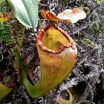 Image of Nepenthes sumatrana (Miq.) G. Beck