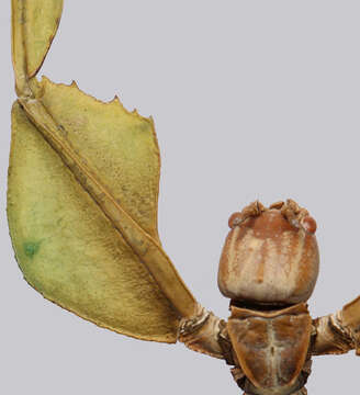 Image of Cryptophyllium daparo