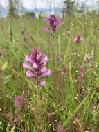 Image of rosy owl's-clover