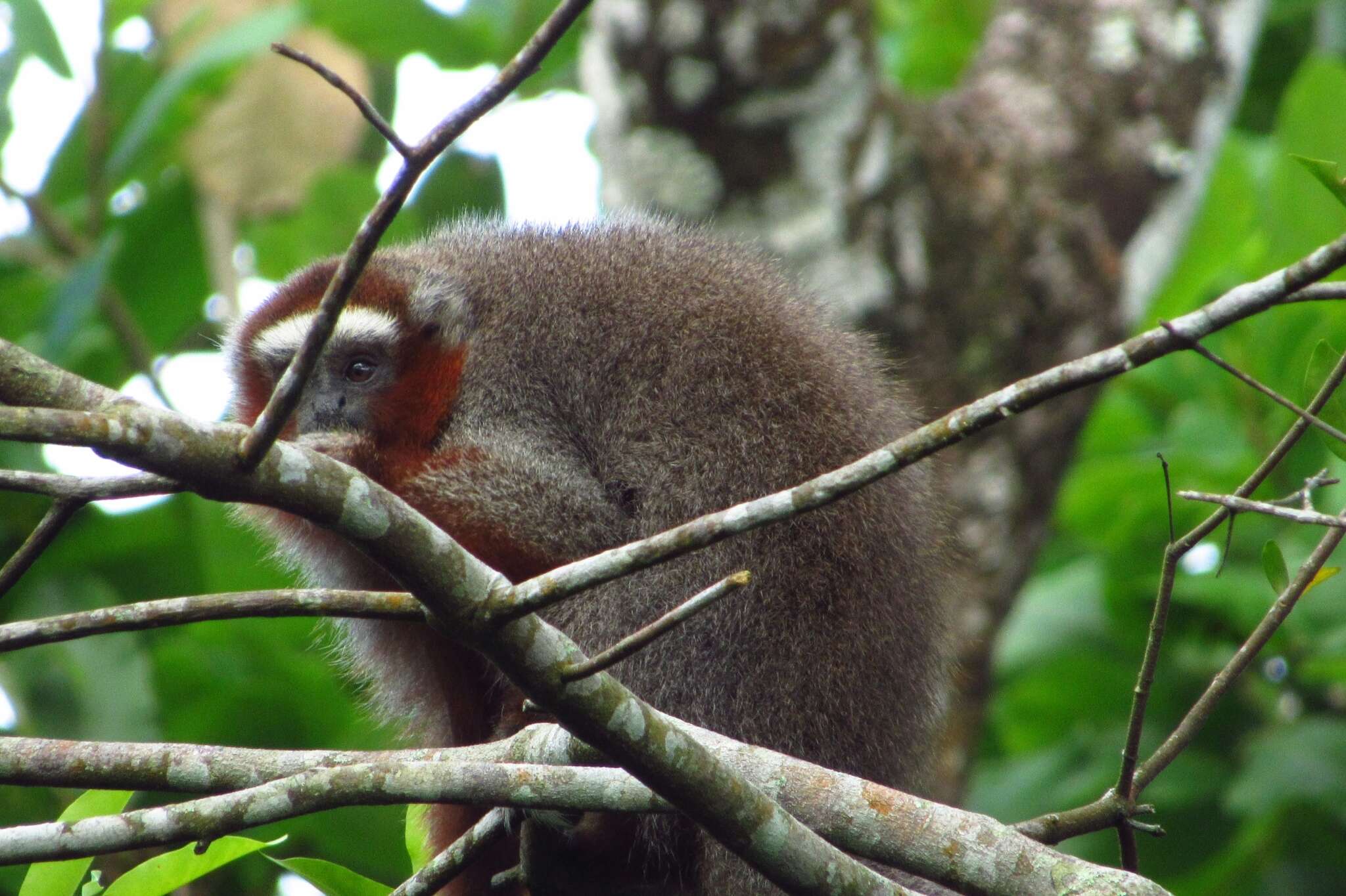 Image of Ornate Titi Monkey