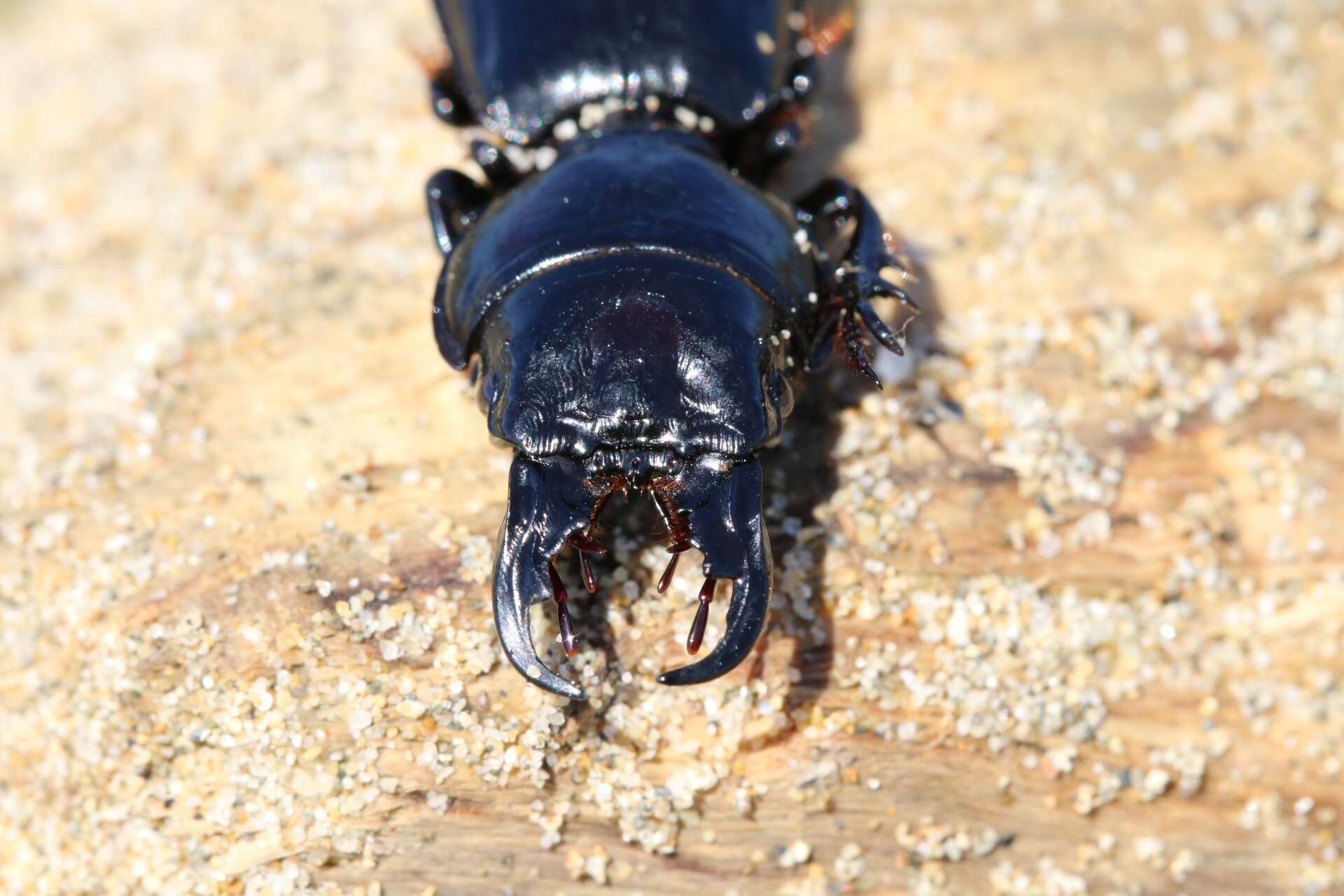 Image of Scarites (Scarites) buparius (Forster 1771)