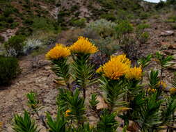 Image of Pteronia fasciculata L. fil.