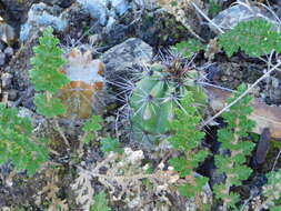 Image of Selaginella pallescens (C. Presl) Spring