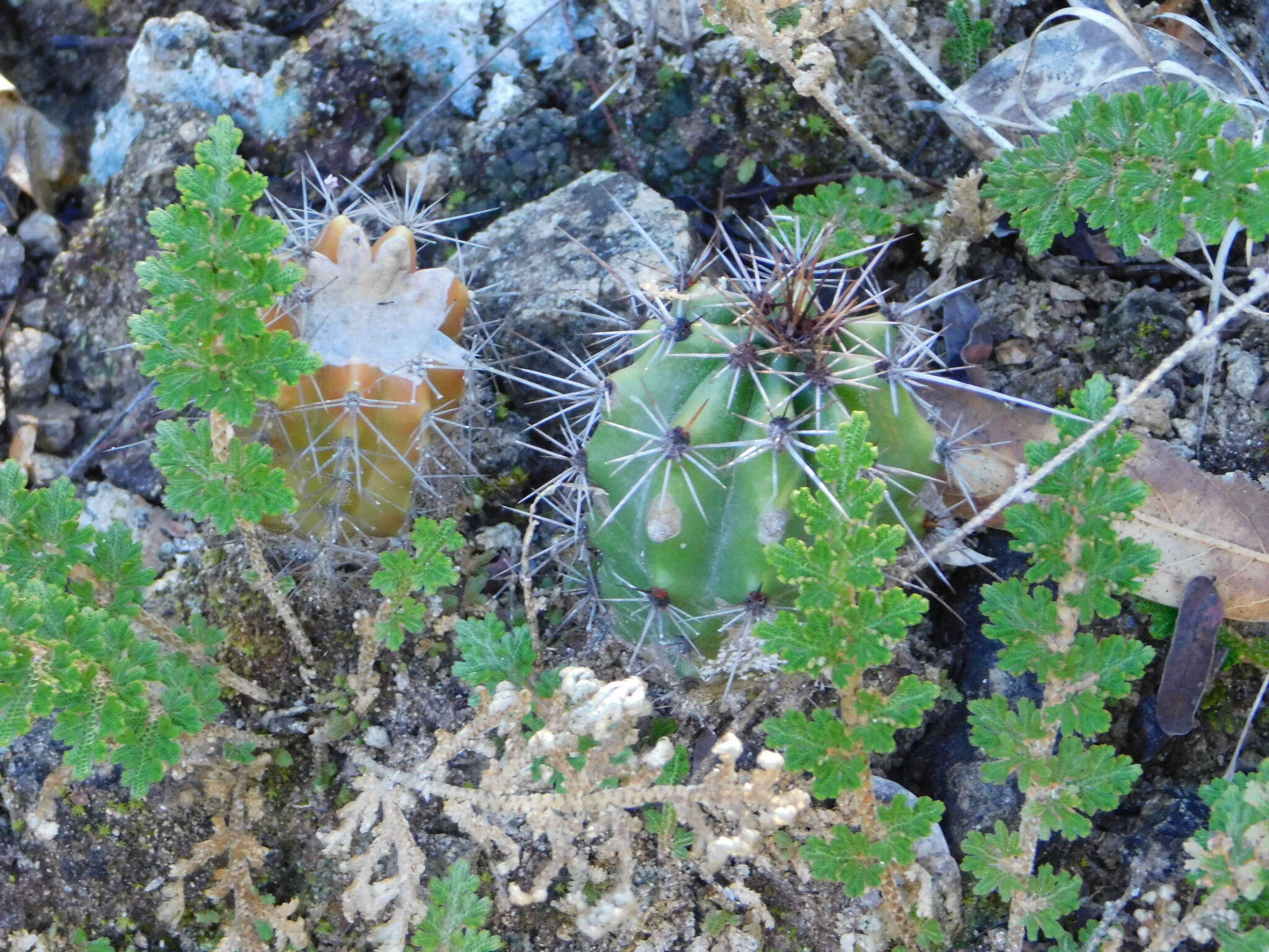 Image of Selaginella pallescens (C. Presl) Spring