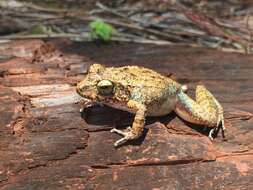 Image of Eleutherodactylus toa Estrada & Hedges 1991