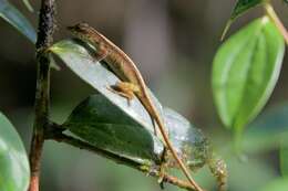 Image of Blotchbelly Anole